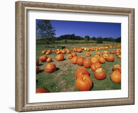 Pumpkin Patch, CA-Mitch Diamond-Framed Photographic Print