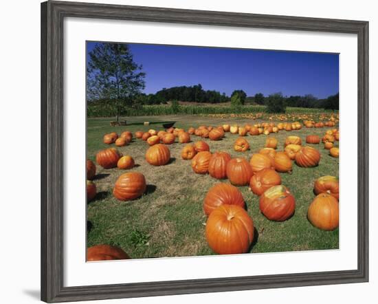 Pumpkin Patch, CA-Mitch Diamond-Framed Photographic Print