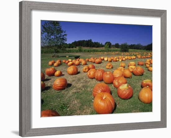 Pumpkin Patch, CA-Mitch Diamond-Framed Photographic Print