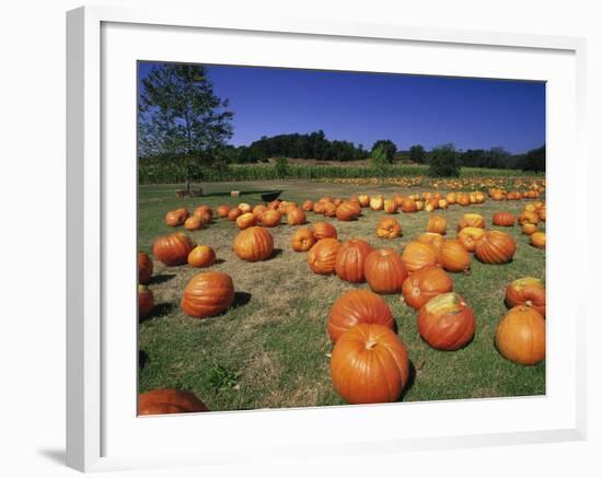 Pumpkin Patch, CA-Mitch Diamond-Framed Photographic Print