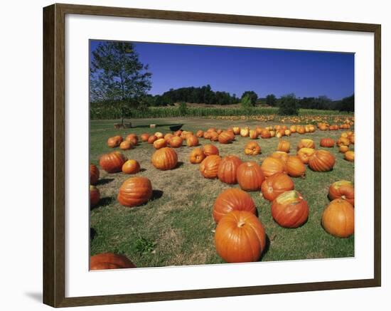 Pumpkin Patch, CA-Mitch Diamond-Framed Photographic Print