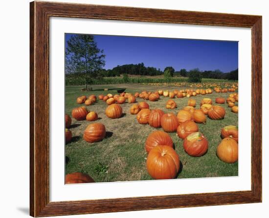 Pumpkin Patch, CA-Mitch Diamond-Framed Photographic Print