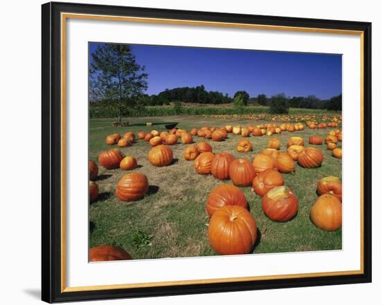 Pumpkin Patch, CA-Mitch Diamond-Framed Photographic Print