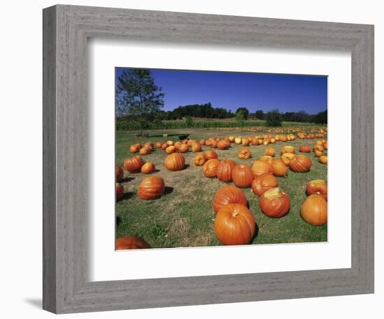 Pumpkin Patch, CA-Mitch Diamond-Framed Photographic Print