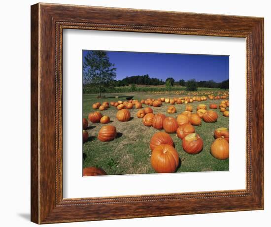 Pumpkin Patch, CA-Mitch Diamond-Framed Photographic Print