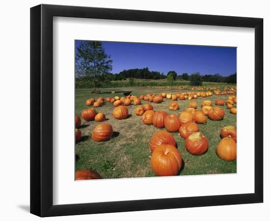 Pumpkin Patch, CA-Mitch Diamond-Framed Photographic Print