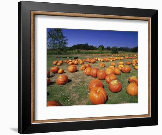 Pumpkin Patch, CA-Mitch Diamond-Framed Photographic Print