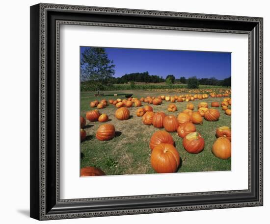 Pumpkin Patch, CA-Mitch Diamond-Framed Photographic Print