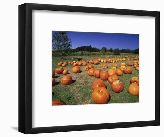 Pumpkin Patch, CA-Mitch Diamond-Framed Photographic Print