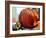 Pumpkin Still Life I-Erin McGee Ferrell-Framed Art Print