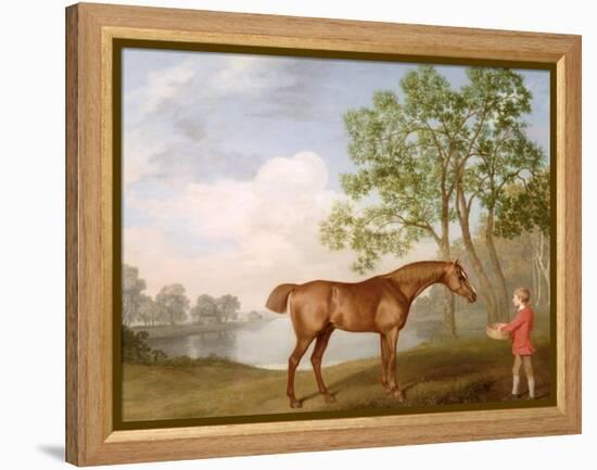 Pumpkin with a Stable-Lad, 1774 (Oil on Panel)-George Stubbs-Framed Premier Image Canvas