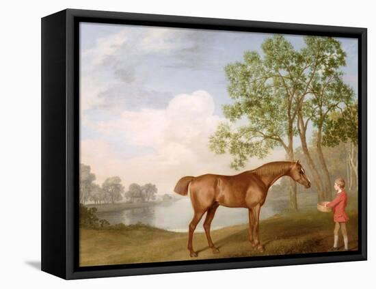 Pumpkin with a Stable-Lad, 1774 (Oil on Panel)-George Stubbs-Framed Premier Image Canvas