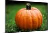 Pumpkin-null-Mounted Photo