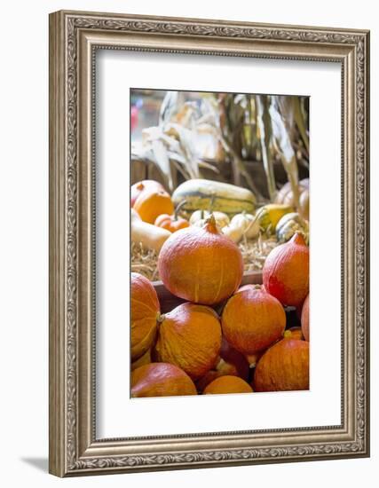 Pumpkin-Andrea Haase-Framed Photographic Print