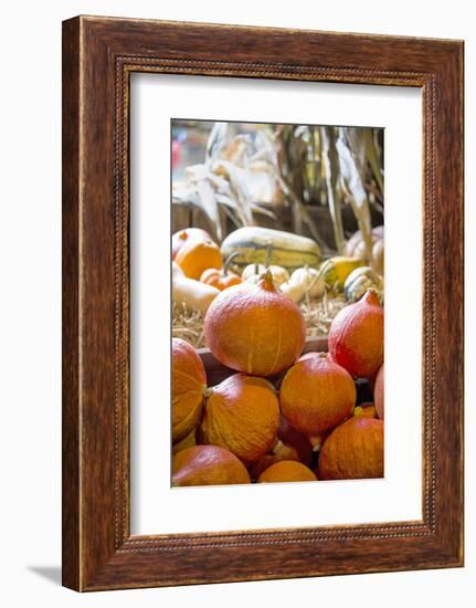 Pumpkin-Andrea Haase-Framed Photographic Print