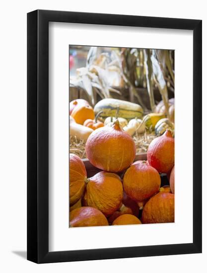 Pumpkin-Andrea Haase-Framed Photographic Print