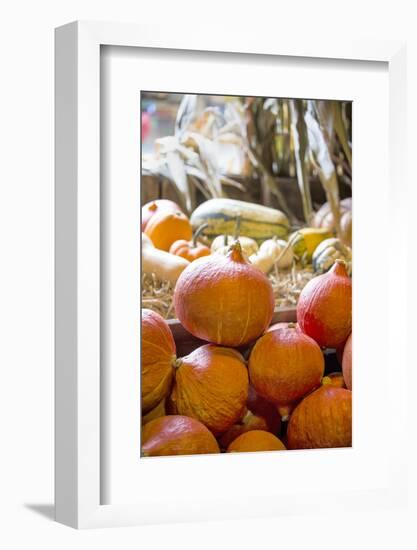 Pumpkin-Andrea Haase-Framed Photographic Print