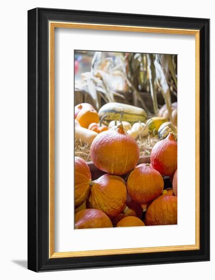 Pumpkin-Andrea Haase-Framed Photographic Print