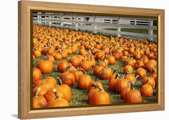 Pumpkins at White Post Farms on Long Island, NY-null-Framed Stretched Canvas
