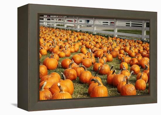 Pumpkins at White Post Farms on Long Island, NY-null-Framed Stretched Canvas