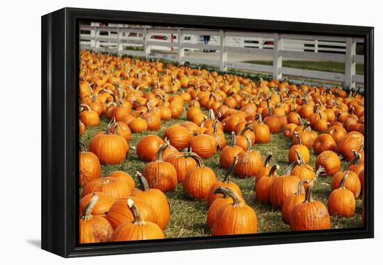 Pumpkins at White Post Farms on Long Island, NY-null-Framed Stretched Canvas