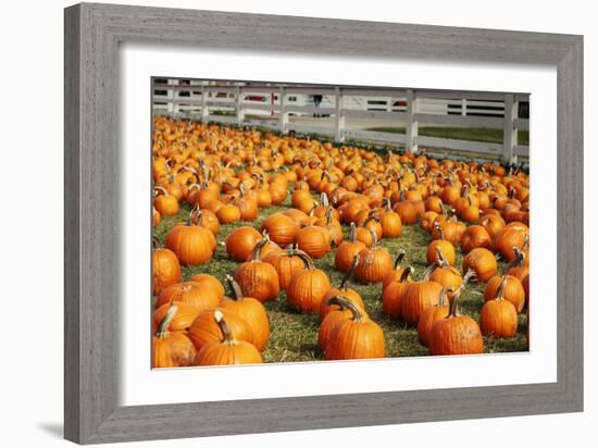 Pumpkins at White Post Farms on Long Island, NY-null-Framed Photo