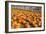 Pumpkins at White Post Farms on Long Island, NY-null-Framed Photo