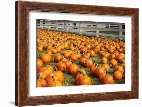 Pumpkins at White Post Farms on Long Island, NY-null-Framed Photo