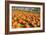 Pumpkins at White Post Farms on Long Island, NY-null-Framed Photo