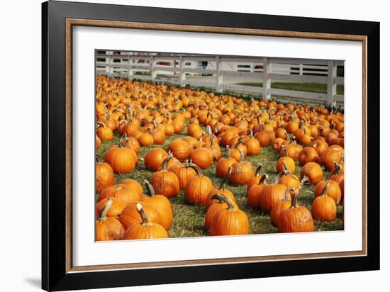 Pumpkins at White Post Farms on Long Island, NY-null-Framed Photo