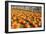 Pumpkins at White Post Farms on Long Island, NY-null-Framed Photo