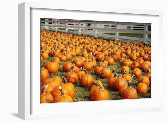 Pumpkins at White Post Farms on Long Island, NY-null-Framed Photo