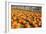 Pumpkins at White Post Farms on Long Island, NY-null-Framed Photo