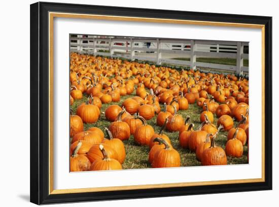 Pumpkins at White Post Farms on Long Island, NY-null-Framed Photo