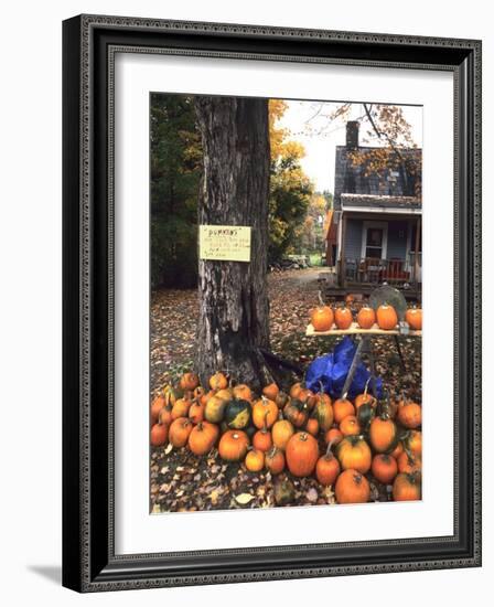 Pumpkins For Sale in New England-Bill Bachmann-Framed Photographic Print