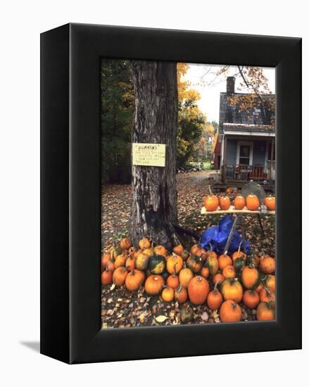 Pumpkins For Sale in New England-Bill Bachmann-Framed Premier Image Canvas