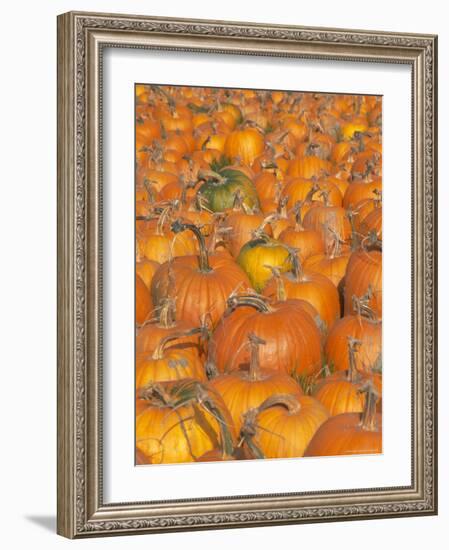 Pumpkins for Sale, Vermont Farm, Vermont, New England, USA-Amanda Hall-Framed Photographic Print