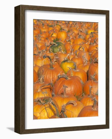 Pumpkins for Sale, Vermont Farm, Vermont, New England, USA-Amanda Hall-Framed Photographic Print