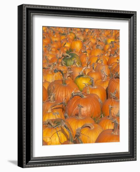 Pumpkins for Sale, Vermont Farm, Vermont, New England, USA-Amanda Hall-Framed Photographic Print