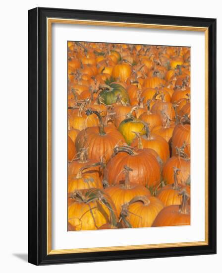 Pumpkins for Sale, Vermont Farm, Vermont, New England, USA-Amanda Hall-Framed Photographic Print