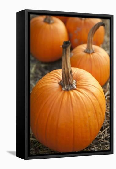 Pumpkins I-Karyn Millet-Framed Premier Image Canvas