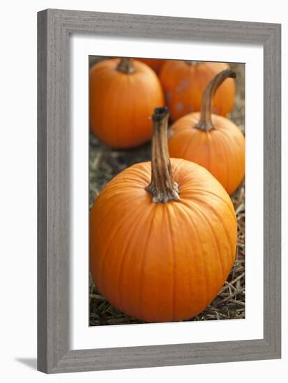 Pumpkins I-Karyn Millet-Framed Photographic Print