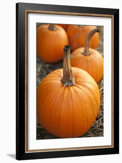 Pumpkins I-Karyn Millet-Framed Photographic Print