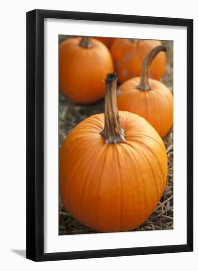 Pumpkins I-Karyn Millet-Framed Photographic Print