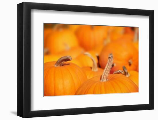 Pumpkins in a Pumpkin Patch-soupstock-Framed Photographic Print