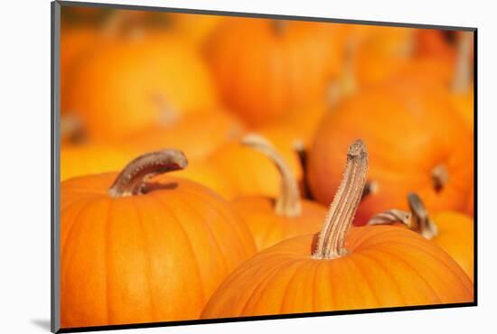 Pumpkins in a Pumpkin Patch-soupstock-Mounted Photographic Print