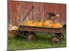 Pumpkins in Old Wagon-Chuck Haney-Mounted Photographic Print