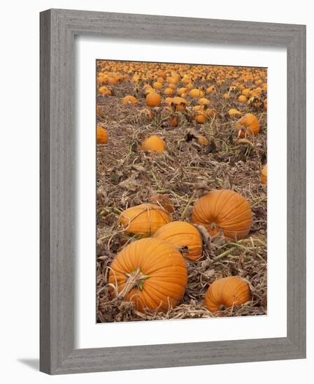 Pumpkins in Ready for Harvest, Shelbourne, Massachusetts, USA-Adam Jones-Framed Photographic Print