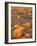 Pumpkins in Ready for Harvest, Shelbourne, Massachusetts, USA-Adam Jones-Framed Photographic Print