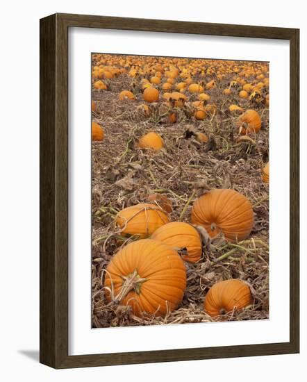 Pumpkins in Ready for Harvest, Shelbourne, Massachusetts, USA-Adam Jones-Framed Photographic Print